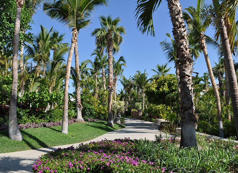 One & Only Palmilla walking path with palms